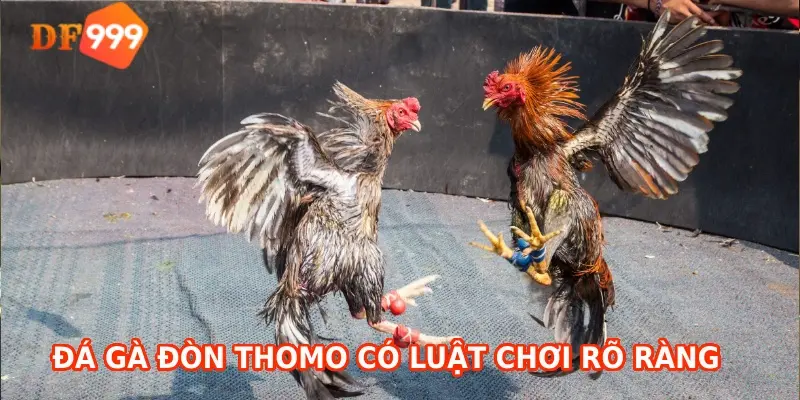 Trường gà Thomo có luật chơi rõ ràng