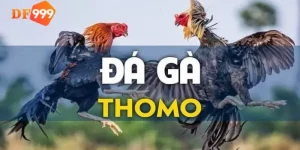 Đá gà Thomo nổi tiếng và uy tín hàng đầu hiện nay