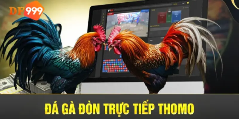 Trực tiếp gà đòn Thomo chất lượng cao xem tại DF999